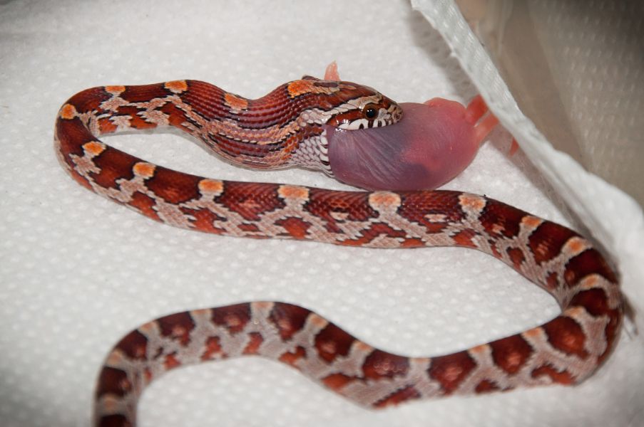 Camundongos em sp,camundongos congelados em sp,neonatos em sp,neonatos congelados em sp