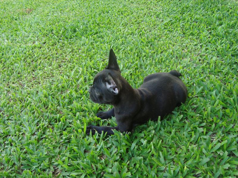 Bulldog frances lindos filhotes