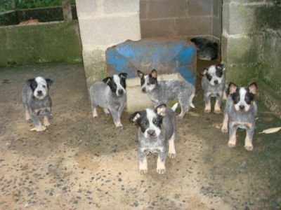 Filhotes de Blue Heeler / Australian Cattle Dog / Border Collie
