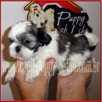 Canil puppy-vd filhotes shih tzu