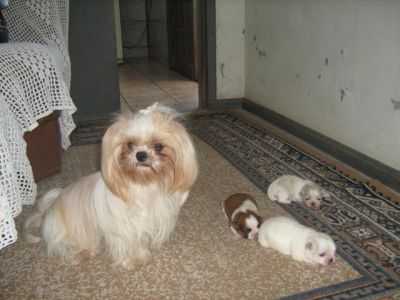 Vendo filhotes de cahorros da raça Shi Tzu