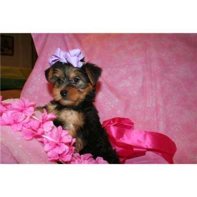 Yorkshire Terrier miniatura Filhotes Muito pedigree