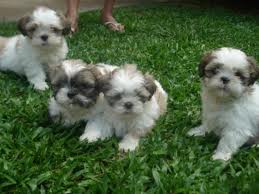 lindos filhotes de shitzu,lhasa-apso,chiuhaua,poodle,yorshire