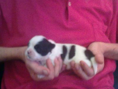 Lindos filhotes de Lhasa Apso machos e fêmeas p/ venda / 3445-3757 / 6214-4170