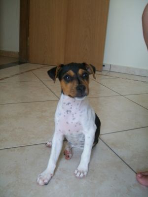 Maravilhosa filhota Terrier Brasileiro (Fox Paulistinha) disponível! (Canil Copaíba)