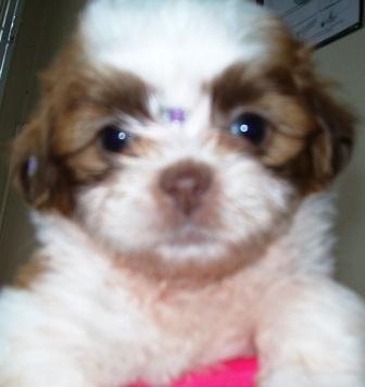 Filhote, Lhasa Apso, Porto Alegre,