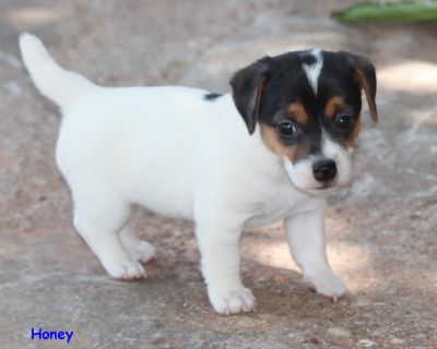 Jack Russell terrier cachorros olhando para as casas de carinho e boa