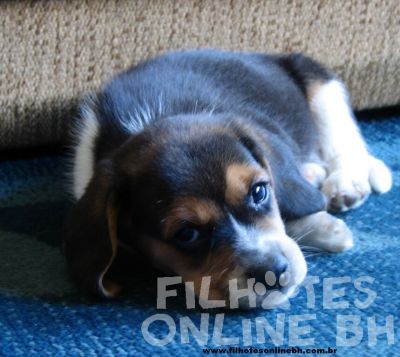 Beagle - Canil Filhotes On Line BH