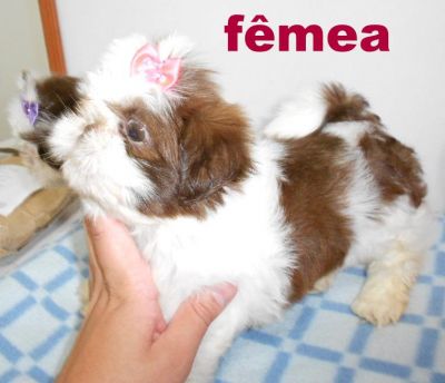 Lindos filhotes de shi tzu