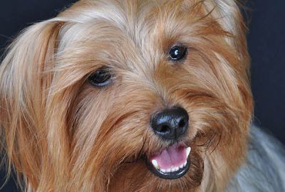 Photopets - Book para pets