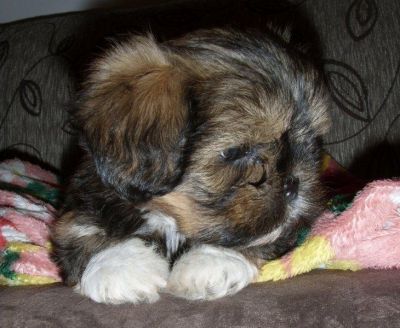 Filhotes de Lhasa Apso (Macho e Fêmea)