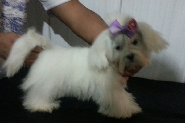 Filhote Fêmea de Maltês Micro