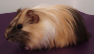 Porquinhos da Índia de Pelos Longos ou Curtos