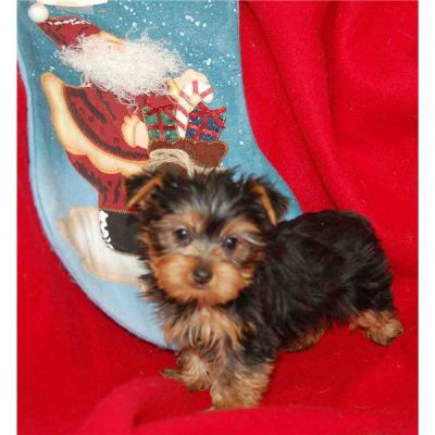 2 masculino e feminino yorkshire terrier pronta este x-mas