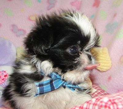 micro t-copa chihuahua filhotes para adoção 