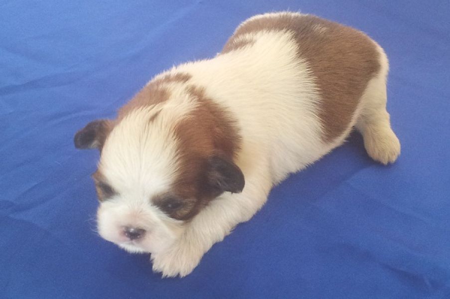 Filhotes Machos de Lhasa Apso