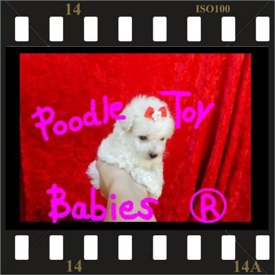 ** ESPECIALIZADO EM POODLES VERDADEIROS BIBELOS  POODLE MICRO E TOY LOVPUPPIES KENNEL (22)8805-9406 