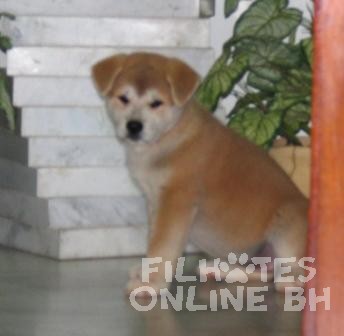 Akita a venda - Canil Filhotes On Line BH 