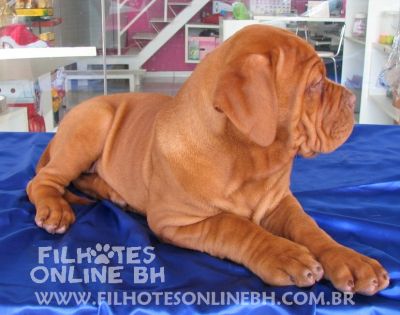 Dogue de Bordeaux - Canil Filhotes On Line BH  