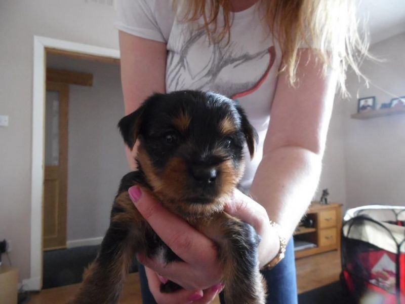 Lindos filhotes yorkshire