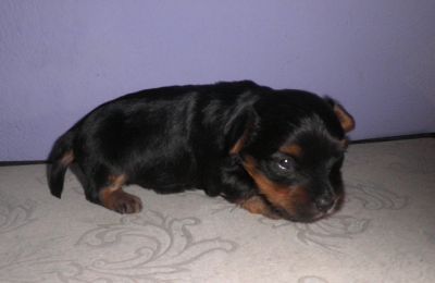 Yorkshire Terrier  - Filhote Macho