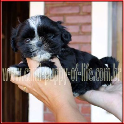 Canil puppy- vd filhotes shih tzu