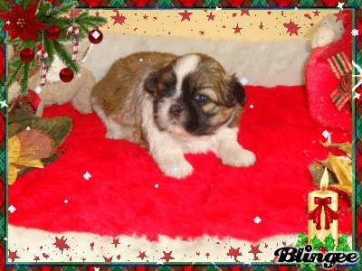 Shih tzu, Filhotes R$550,00 Promoção de Natal Imperdível