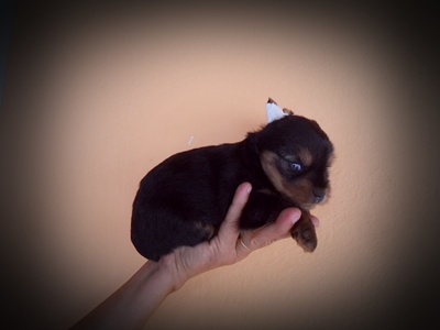 YORKSHIRE TERRIER, FILHOTES COM PREÇOS PROMOCIONAIS