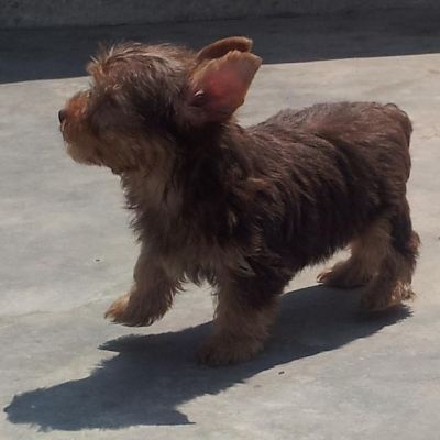 Yorkshire Chocolate - Promoção dia das Crianças