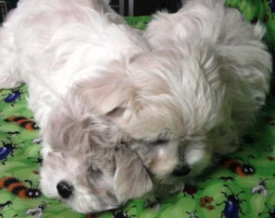 Pet Shop, venda, Maltes, Porto Alegre,