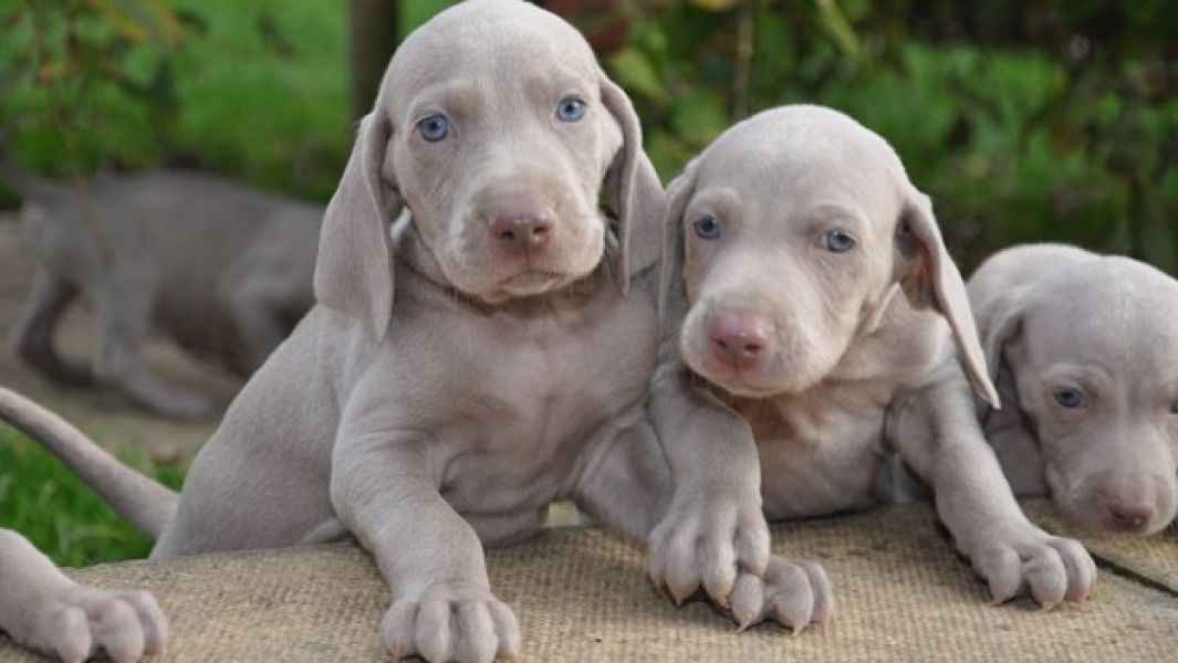 Aqui vc encontra Weimaraner.