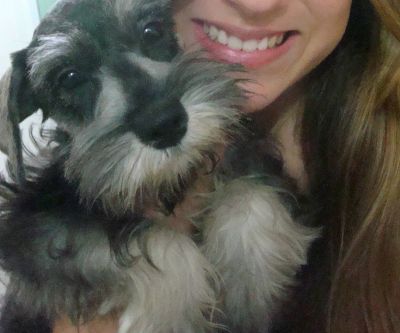 Filhotes de Schnauzer miniatura