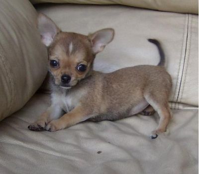 cute e adorável chihuahua cachorros treinados casa