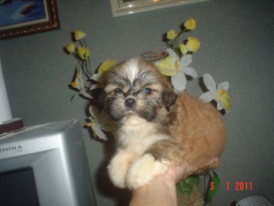 VENDO FILHOTES DE CACHORROS. 4361-8917 OU 7694-5581