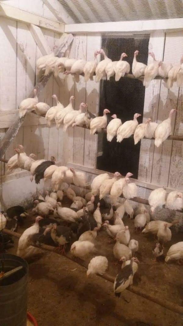 Manutenção automação e fabricação em chocadeiras rj