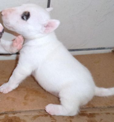 BULL TERRIER Mini