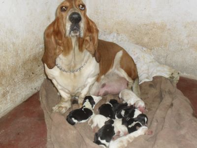 Vendo lindos filhotes de basset hound , shih tzu e pug