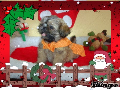 Shih tzu, Filhotes R$550,00 Promoção de Natal Imperdível