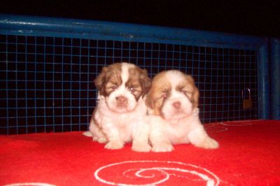 LINDOS FILHOTES DE LHASA COM PEDIGREE
