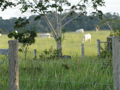 900 HECTARES NO SUL DA BAHIA BOA PARA CAFÉ CACAU SERINGA E GADO.