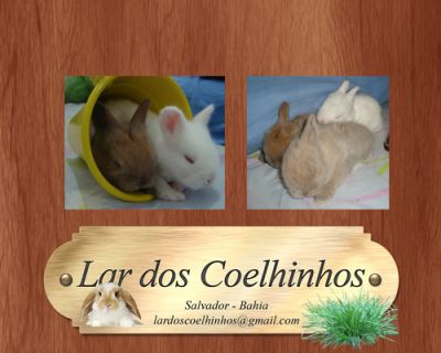 Mini Coelhos - Fuzzy Lop