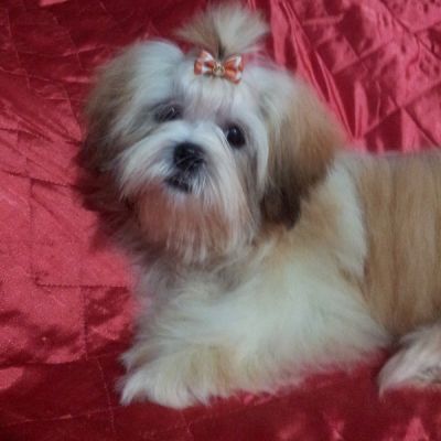 Filhote de Shih Tzu 