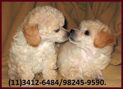 Seu Poodle está aqui.