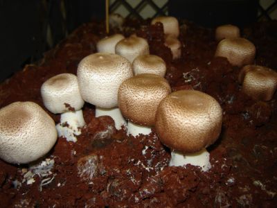 GRANDE PRODUÇÃO DE COGUMELO AGARICUS BLAZEI