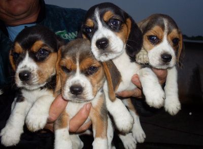 Beagle Mini 13 polegadas