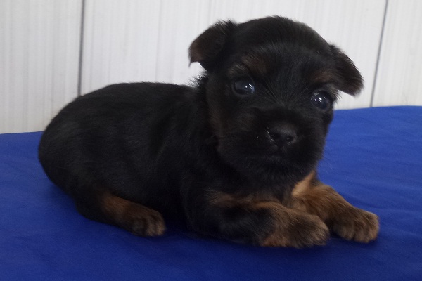 Filhotes de Yorkshire Terrier