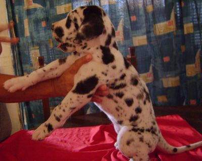 VENDO FILHOTES DE DOGALEMAO