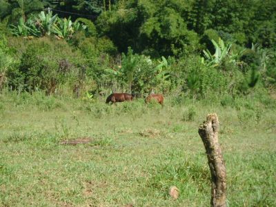 Terreno em Atibaia 5.320m² R$ 95 mil ago/11