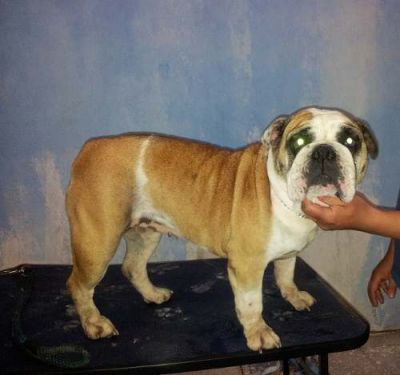 Bulldog Inglês Fêmea Adulta