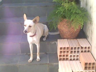 Doa-se cachorrinha amarela abandonada
